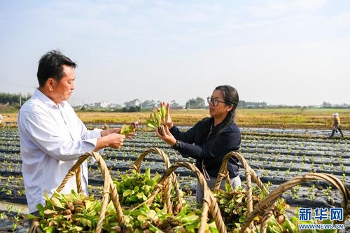 廣西貴港稻菜輪作模式 推動農(nóng)業(yè)增收與畜產(chǎn)品貿易發(fā)展