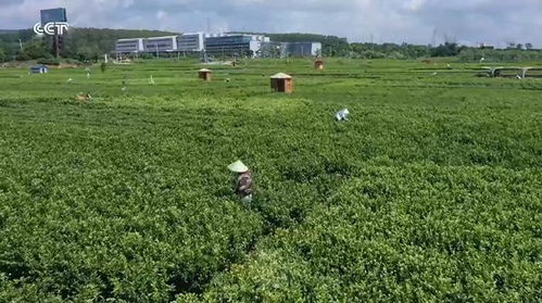 廣西橫州 品牌引領，茉莉花農(nóng)踏上致富路