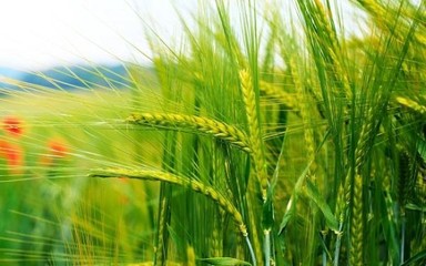 美農(nóng)業(yè)部產(chǎn)量報告超預期，谷物價格跌至四年最低